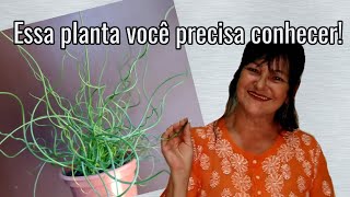 Essa planta você precisa conhecer [upl. by Latoyia]