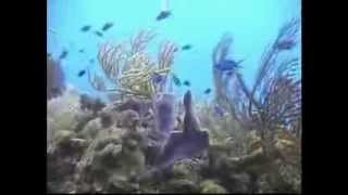 Scuba Diving Cozumel México Reef [upl. by Snell]