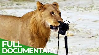 Wildlife Moments  The Funniest Animal Encounters  Part 2  Free Documentary Nature [upl. by Liamsi]