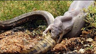 LIFE  CROCODILE EATEN BY ANACONDA [upl. by Agathy114]