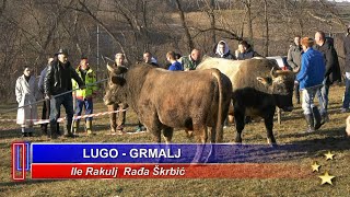 LUGO od Rakulja i GRMALJ Rađe Škrbića LISKOVICA 2024 [upl. by Ennayehc]