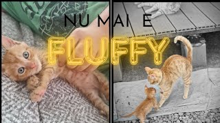 Fluffycalcat de masina [upl. by Bendick730]