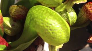 Cobra Lily Eats Wasp And Loses darlingtonia californica carnivorous pitcher plant in bog set up [upl. by Hege]