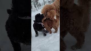 Red standard poodle and her puppies [upl. by Chesney586]