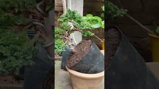 Junipero procumbens nana bonsai bonsaiparaprincipiantes bonsaitree plantas [upl. by Inalaehon]