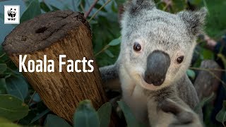 5 Facts About Koalas 🐨  WWFAustralia [upl. by Niuqaoj220]