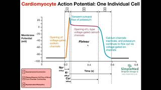 Cardiac Muscle Action Potential Diagram EXPLAINED [upl. by Eiroc]