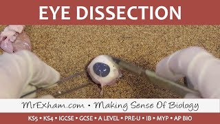 Eye Dissection  GCSEA LevelIB Biology [upl. by Arakihc]