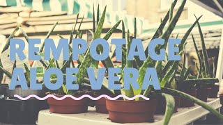 comment REMPOTER sa plante ALOE VERA [upl. by Noreen]