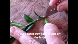 How to take box buxus cuttings [upl. by Rotce]