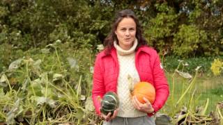 Hugelkultur part 2 Picking Pumpkins bornholmyoga dk [upl. by Neelik]