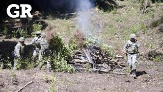 Destruyen plantío de hoja de coca en Sierra de Guerrero [upl. by Twyla]