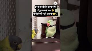 Ishq mein Khai Maar 😭Mummy Ne Bhi Nahi Bachaya 😡parrot funny comedy youtubeshorts shorts [upl. by Elwin341]