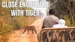 Tiger Sighting at Sariska Tiger Reserve  Man on Bike in front of Wild Tiger ST21 [upl. by Litta]