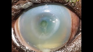 Everything you need to know about deep corneal ulcers [upl. by Harriet]