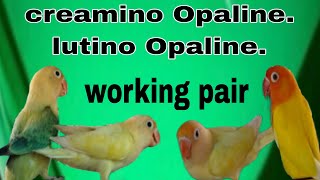 Creamino Opaline  Lutino Opaline  Decino Opaline  amp Albino red eyes b2 [upl. by Gilburt242]