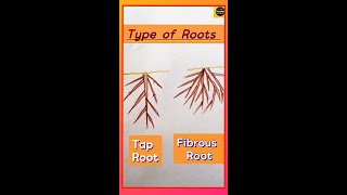 Tap root  Fibrous root  Types of root  class6  Parts of Plant  TheDrawingAcumen [upl. by Ole]