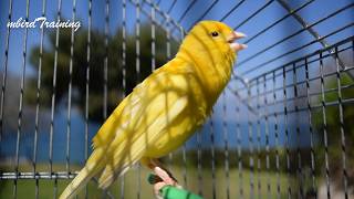 Most Beautiful Yellow Canary singing  canary training song [upl. by Etep]