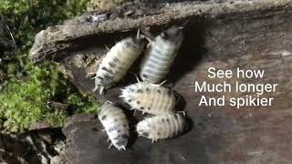 Dairy cow Isopods Male and female [upl. by Brause]