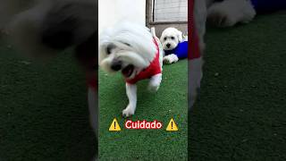 Perritos y Su Sexto Sentido 🤣👍 [upl. by Annoyt534]