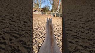 Ich kann dein Piep 🐦 sehen😳 reisegruppeunbeliebt horse animals horsefan equestrian [upl. by Acenes]