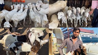 9 NOVEMBER AJMER BAKRA MANDI LIVE UPDATES GOAT MARKET COVER WITH PRICE RAJASTHAN BIGGEST MANDI LIVE [upl. by Rush]