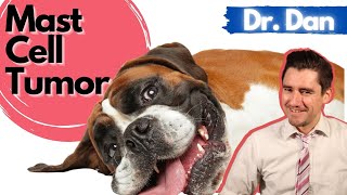 Dog Mast Cell Tumors Symptoms Diagnose and Treatment of Dog Mast Cell Tumors with Dr Dan [upl. by Buerger]