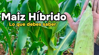 Todo lo que debes saber sobre el Maíz Híbrido 🌽 Ventajas y Desventajas de su siembra ✅❌ [upl. by Mckenzie]