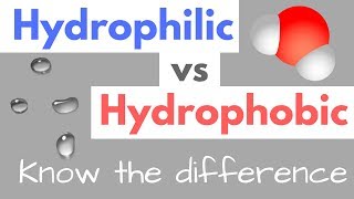 Hydrophilic vs Hydrophobic  Substances  Cell Membranes [upl. by Scrivenor]