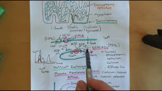 Heart Failure and Heart Failure Medication Part 8 [upl. by Ahsaenat]