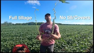 No TillCover Crops vs Tillage in Soybeans  Big differences [upl. by Eecart]