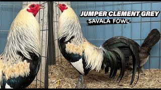 Jumper Clemmons Grey Dink Fair Kelso Hennie SAVALA FARMS Beautiful Birds [upl. by Mcgaw]