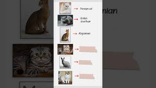 Can you name these Cat breeds [upl. by Franzoni112]