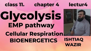 Glycolysis ll Cellular Respiration ll EMP ll BioEnergetics [upl. by Gloria377]