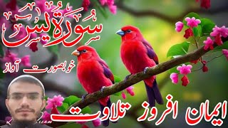 Most beautifull recitation of Surah yaseen  Amaizing tilawat  Heart touching voice  ILM UL QURAN [upl. by Woodcock]