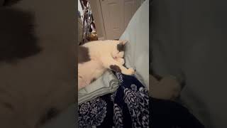 Snoring Kitty kitten cat [upl. by Ikeda]