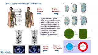 Dosimetry Methods for Radiopharmaceutical Therapy [upl. by Geminius770]