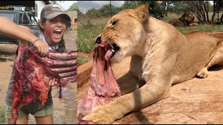 How To Feed a Lion [upl. by Nauq]