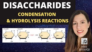 Alevel Biology DISACCHARIDES condensation reactions to create maltose sucrose and lactose [upl. by Karwan71]