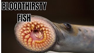 Sea Lamprey  DEADLIEST Sea Creature You Never Knew Existed [upl. by Nylessej344]