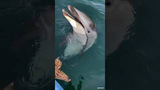 Dolphin Saves Turtle shorts animals [upl. by Nylirak79]