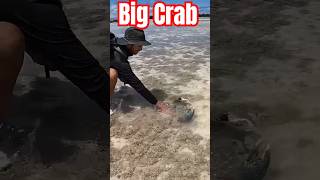 Big Crab catching 🦀 crab mudcrab fishing lobster shorts landcrab seafood cookingviralvideo [upl. by Celtic]