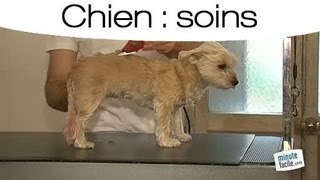 Comment tondre son chien [upl. by Gibson]