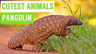 Pangolins are the CUTEST Animals Compilation [upl. by Aliab]