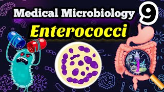 Gram positive Enterococci شرح بالعربي [upl. by Evad]