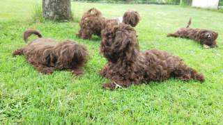 Bolonka Zwetna Welpen  Schoßhunde beim Chillen  awesome sweet puppies [upl. by Fadiman]