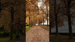 Switzerland 🇨🇭 Morges video travel switzeland shortvideo nature shorts videos automn [upl. by Licht549]