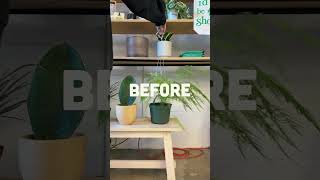 Transforming this Asparagus Fern plants asparagusfern [upl. by Rumilly]