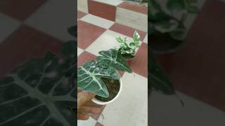 Alocasia plant propagation from bulb alocasia youtubeshorts shorts [upl. by Maharba]