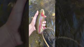 Stunning rainbow trout euronymphing subscribe [upl. by Hiamerej]